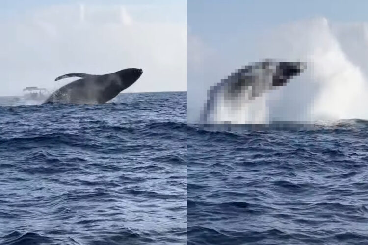 ホエールウォッチングで奇跡が起きた！「ブリーチング」と呼ばれる大きなジャンプを見られてラッキー！と思ったら・・、更に幸運な出来事が！！