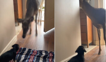 「いらっしゃ〜い。どちら様ですか？」子犬がお出迎えしたお客さんは、開けっ放しになっていたドアから入ってきた『ある動物』です！！
