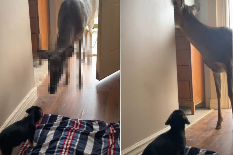 「いらっしゃ〜い。どちら様ですか？」子犬がお出迎えしたお客さんは、開けっ放しになっていたドアから入ってきた『ある動物』です！！