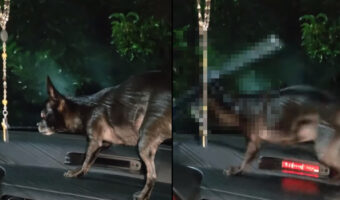 ダッシュボードの上に立つ小柄な犬。おとなしくしているのかと思いきや、この子はあるものを見て大興奮！！