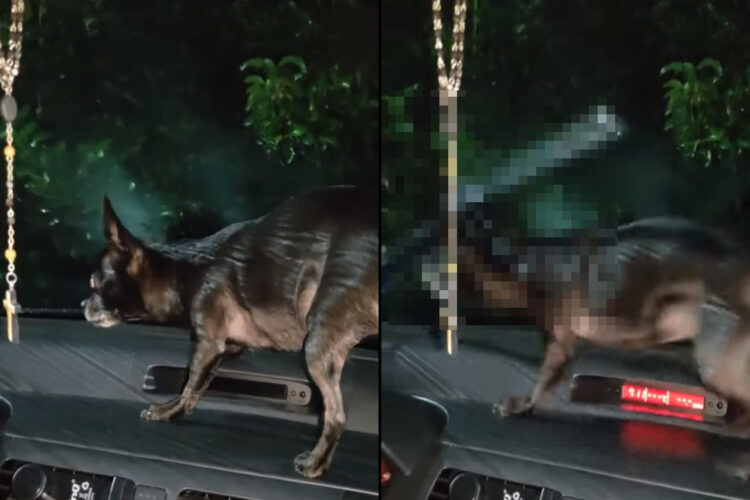 ダッシュボードの上に立つ小柄な犬。おとなしくしているのかと思いきや、この子はあるものを見て大興奮！！