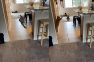 誰もいない空間に向かってぬいぐるみを投げてみたところ・・、パッと姿を現した猫。まるでハンターのようです！！