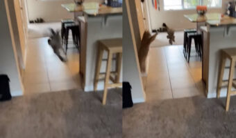 誰もいない空間に向かってぬいぐるみを投げてみたところ・・、パッと姿を現した猫。まるでハンターのようです!!