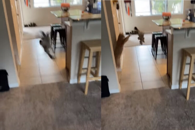 誰もいない空間に向かってぬいぐるみを投げてみたところ・・、パッと姿を現した猫。まるでハンターのようです！！