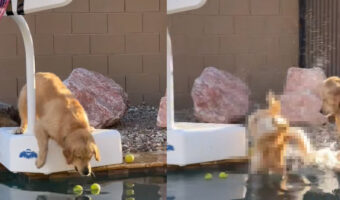 プールに浮かぶテニスボールで遊びたいゴールデンレトリバー。結果的に、ボールをくわえることはできましたが・・、その間にハプニングも！！