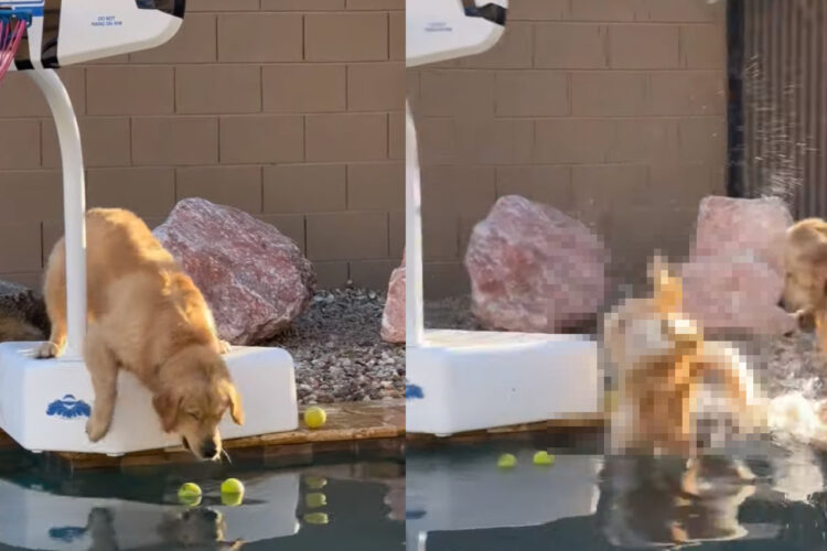 プールに浮かぶテニスボールで遊びたいゴールデンレトリバー。結果的に、ボールをくわえることはできましたが・・、その間にハプニングも！！