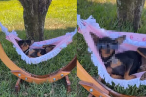 ハンモックに揺られる愛犬。木陰で気持ちよさそうと思ったら、その姿は意外とロック？！