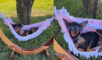 ハンモックに揺られる愛犬。木陰で気持ちよさそうと思ったら、その姿は意外とロック?!