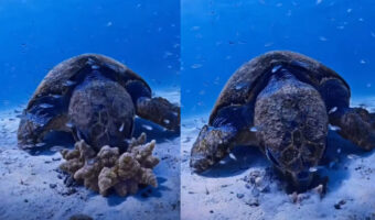 カメが海藻を一瞬で食べちゃった??いや、違います!イソギンチャクが一瞬で海底に潜ったのです!!【海外・動画】