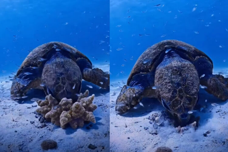 カメが海藻を一瞬で食べちゃった？？いや、違います！イソギンチャクが一瞬で海底に潜ったのです！！【海外・動画】