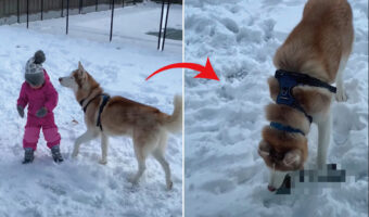 それはオモチャじゃないんだよ！？ハスキー犬が仲良しの女の子から奪い取ったのは・・【アメリカ・動画】