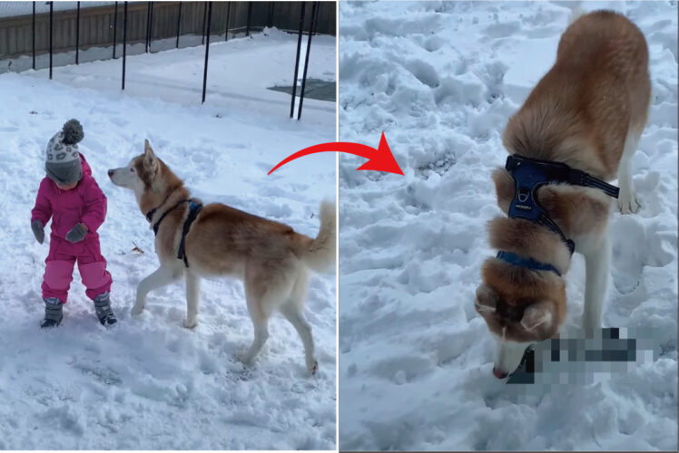 それはオモチャじゃないんだよ！？ハスキー犬が仲良しの女の子から奪い取ったのは・・【アメリカ・動画】