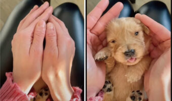 とてもかわいい花が咲いたみたい!女性が閉じたその手を広げると・・おねむなのか、にゃむにゃむと舌を出す幼い子犬が!!