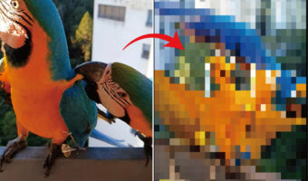 手すりにつかまるルリコンゴウインコたち。一羽が隣の子を突いたら・・、なんとドミノ倒しみたいな事態に！！【海外・動画】