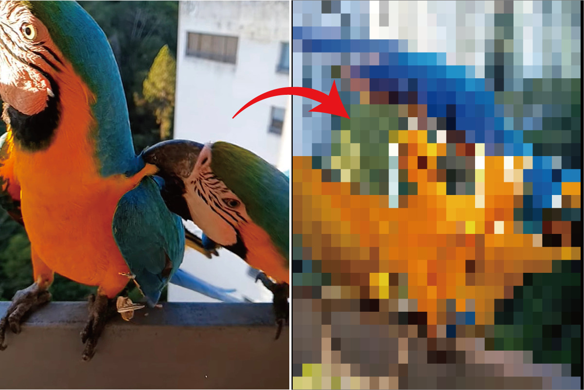 手すりにつかまるルリコンゴウインコたち。一羽が隣の子を突いたら・・、なんとドミノ倒しみたいな事態に!!【海外・動画】