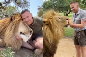 10年来のベストフレンドは『百獣の王』ライオン！抱き合ったりキスしたり愛情溢れる映像は衝撃です！