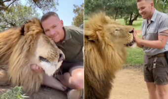 10年来のベストフレンドは『百獣の王』ライオン！抱き合ったりキスしたり愛情溢れる映像は衝撃です！