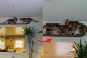 キャットウォークの真ん中で鉢合わせたベンガルキャットたち。お互いに譲るつもりは無いらしく・・、結果こうなりました！【海外・動画】