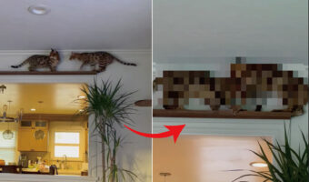 キャットウォークの真ん中で鉢合わせたベンガルキャットたち。お互いに譲るつもりは無いらしく・・、結果こうなりました!【海外・動画】