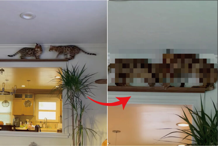 キャットウォークの真ん中で鉢合わせたベンガルキャットたち。お互いに譲るつもりは無いらしく・・、結果こうなりました！【海外・動画】