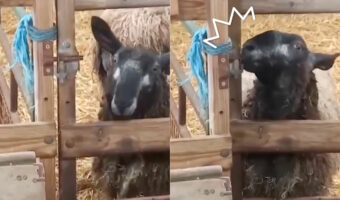 なんてかしこい羊！柵の鍵を自分で開けちゃった！！試行錯誤する姿が微笑ましい映像