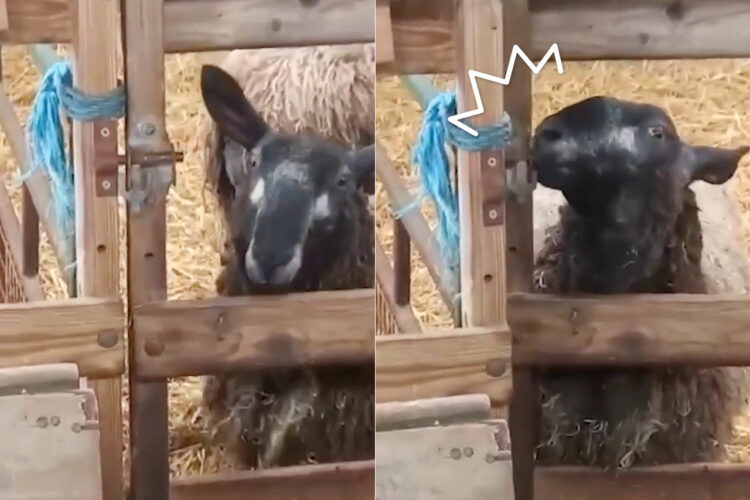 なんてかしこい羊！柵の鍵を自分で開けちゃった！！試行錯誤する姿が微笑ましい映像