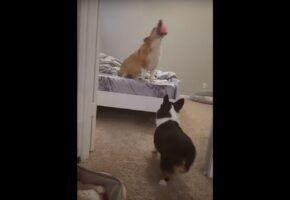 ボール遊びで見せたコーギーたちの素晴らしいコンビネーション！キャッチからパスワークまで流れるような連携プレー！！
