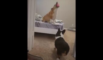ボール遊びで見せたコーギーたちの素晴らしいコンビネーション!キャッチからパスワークまで流れるような連携プレー!!