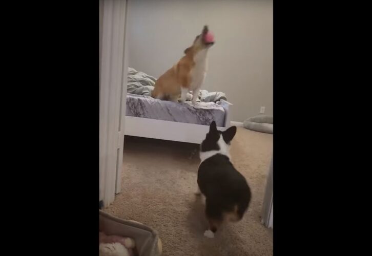 ボール遊びで見せたコーギーたちの素晴らしいコンビネーション！キャッチからパスワークまで流れるような連携プレー！！