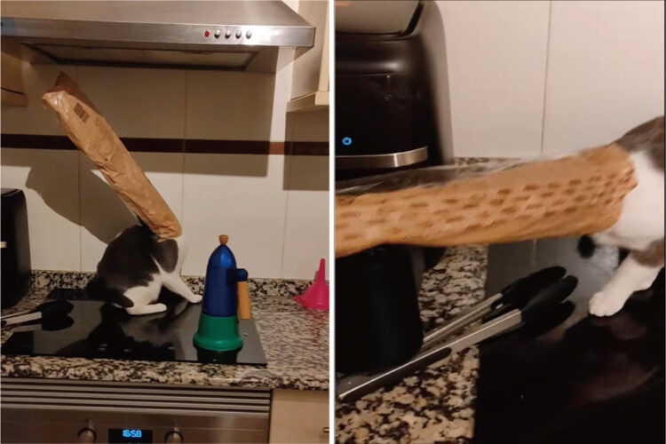 キッチンに新種の生き物が現れた！？と思ったらそれは、愛猫がちょっと大変な事態になっていた姿でした