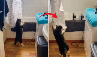 まさかのバトル勃発!?猫がバスタブに向けて手を伸ばしたと思ったら・・意外な展開に!!【海外・動画】