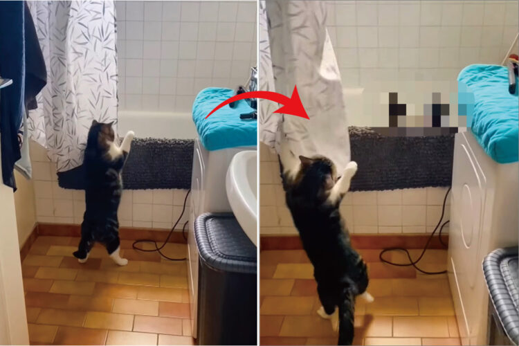 まさかのバトル勃発！？猫がバスタブに向けて手を伸ばしたと思ったら・・意外な展開に！！【海外・動画】