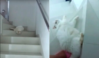 この猫、起き上がるつもりさえない?寝転がったまま階段をズルズル落ちるようにおりてきます・・【海外・動画】