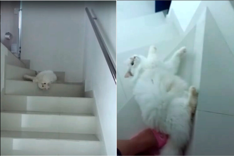 この猫、起き上がるつもりさえない？寝転がったまま階段をズルズル落ちるようにおりてきます・・【海外・動画】