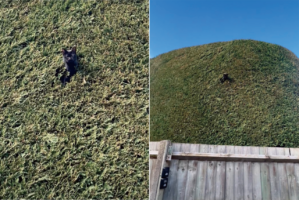 お気に入りスポットから頭を出す猫。そこは緑の壁？！と思いきや・・、巨大な生け垣じゃあないですか！！【海外・動画】