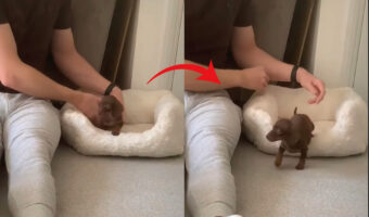 ねんねするなら飼い主さんの膝の上がいい?眠そうな子犬をベッドに運んだら・・、ひんやりしたベッドよりもいい寝床を思いついたみたい!!