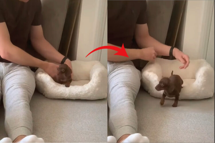 ねんねするなら飼い主さんの膝の上がいい？眠そうな子犬をベッドに運んだら・・、ひんやりしたベッドよりもいい寝床を思いついたみたい！！