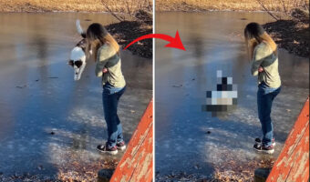 氷の上に立つボーダーコリー。飼い主さんのマネをしようとしたところ大失敗してしまうのですが・・・、諦めることなく再挑戦!!