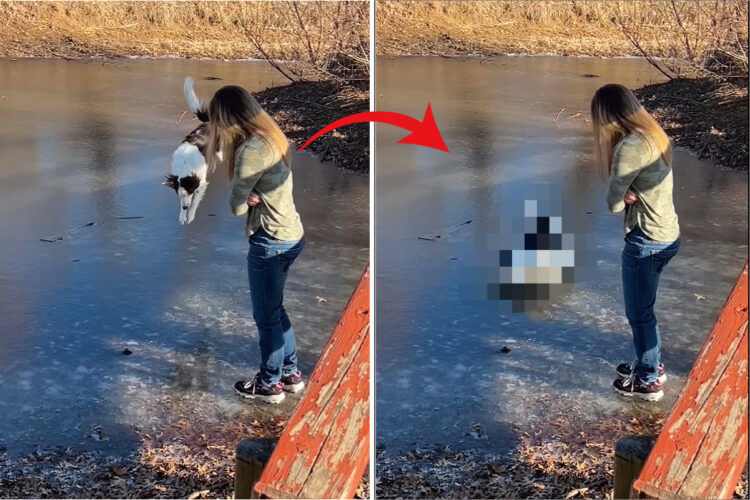 氷の上に立つボーダーコリー。飼い主さんのマネをしようとしたところ大失敗してしまうのですが・・・、諦めることなく再挑戦！！