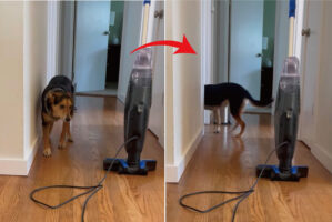 愛犬は廊下に置かれた掃除機が怖くて仕方のない！？飼い主さんたちの声援もあって四度目の挑戦にしてついに・・！！【アメリカ・動画】