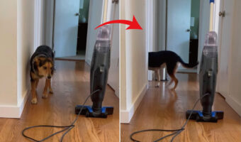 愛犬は廊下に置かれた掃除機が怖くて仕方のない!?飼い主さんたちの声援もあって四度目の挑戦にしてついに・・!!【アメリカ・動画】
