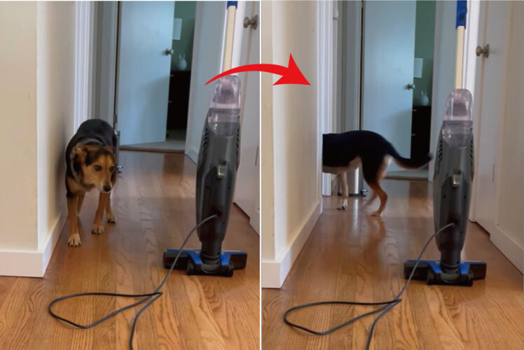 愛犬は廊下に置かれた掃除機が怖くて仕方のない！？飼い主さんたちの声援もあって四度目の挑戦にしてついに・・！！【アメリカ・動画】