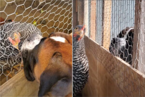 じっとニワトリを見つめる犬。その場を動くことなく、ずっと見つめているのでニワトリもなんだか不思議がっているようです