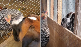 じっとニワトリを見つめる犬。その場を動くことなく、ずっと見つめているのでニワトリもなんだか不思議がっているようです