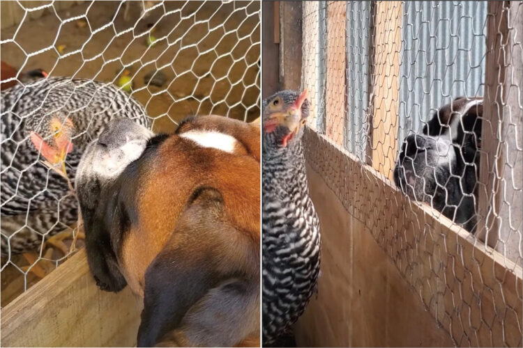 じっとニワトリを見つめる犬。その場を動くことなく、ずっと見つめているのでニワトリもなんだか不思議がっているようです