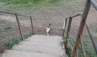 お散歩中に気になる木の枝を見つけた愛犬。だけど、この木の枝をくわえたまま階段をのぼろうとしたところ・・【海外・動画】