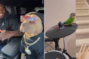 めっちゃノリノリ♪音楽に合わせて踊るワンコやドラムを鳴らすインコ！マッサージするニャンコまで！