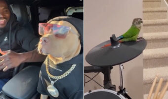 めっちゃノリノリ♪音楽に合わせて踊るワンコやドラムを鳴らすインコ!マッサージするニャンコまで!