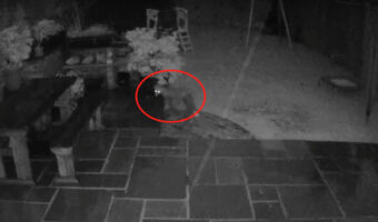 夜中に庭で追いかけっこが始まった！？姿を見せたキツネに向かって猫がダッシュ！スゴい勢いです！！