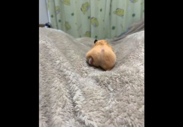 おしりをフリフリさせて走って行くハムスターが最高に可愛いと反響！！「絵に描いたようなプリプリなハムケツですね」